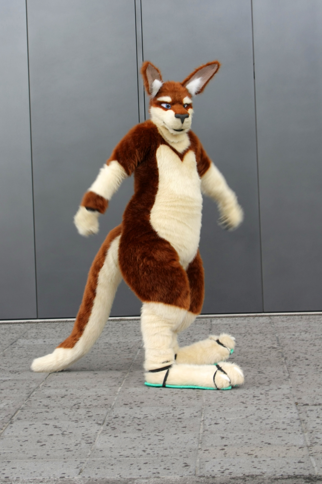 WildSpotWorks Fursuit Gallery of Luno Wroo the Kangaroo WildSpotWorks Fursuit Gallery of Luno Wroo the Kangaroo